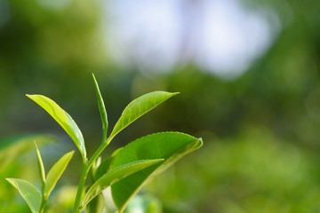 Obraz premium Tea pekoe bud and leaves on tea bush at Sri Lanka tea plantation