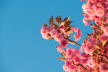 Pink flowers of sakura cherry tree spring blossom on twig over blue sky background, at soft warm evening light