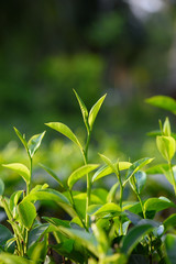 Fresh green tea leaves on tea bush at Sri Lanka tea plantation
