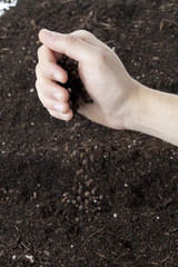hand sowing seeds