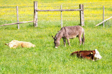 Esel und Kühe auf Weide