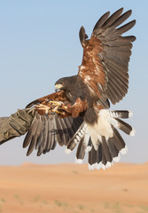 Hawk gird about to land in a desert near Dubai, UAE