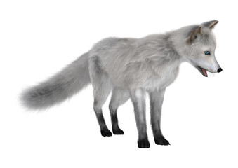 3D Rendering Polar Fox on White