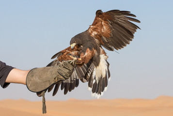 Hawk bird about to land on a hand of its trainer in a desert near Dubai, UAE