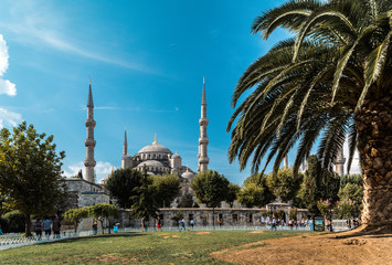 Naklejka premium Lawn with a palm