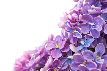 Corner frame with lilac flowers on a white background.