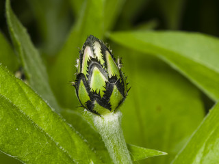 Flower bud of squarrose knapweed with bokeh background macro, selective focus, shallow DOF