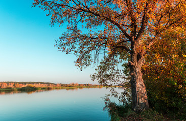 The tree on the Bank of river in autumn