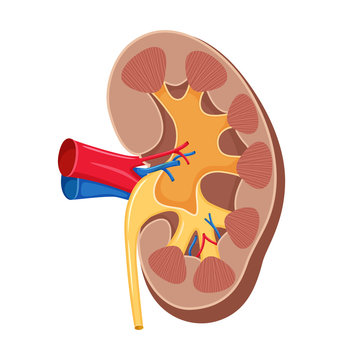 Human kidney vector