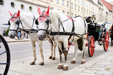 Naklejka na ściany i meble Horse-drawn carriage. Vienna, Austria