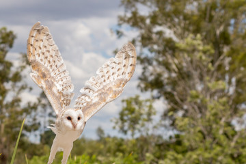 Barn Owl