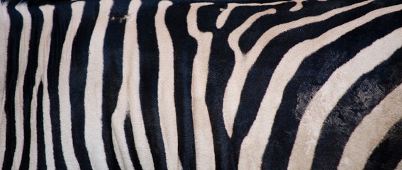Fototapeta na wymiar zebra pattern