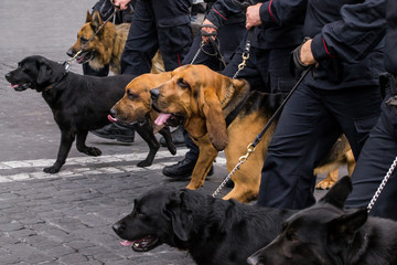 Cani antidroga 