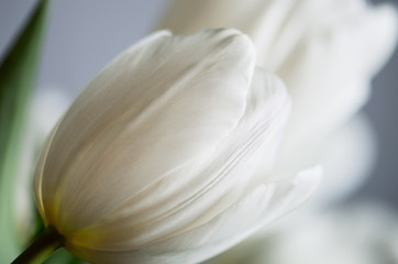 Fototapeta na wymiar delicate bouquet of a white tulips on a gray blue background. ho