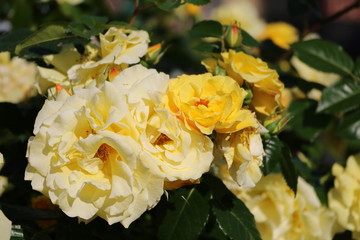 Flowers of climbing rose