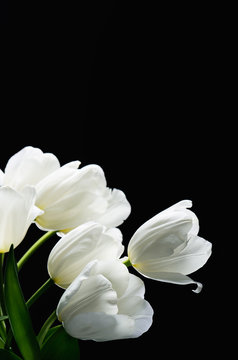 beautiful delicate bouquet of a white tulips on a dark backgroun