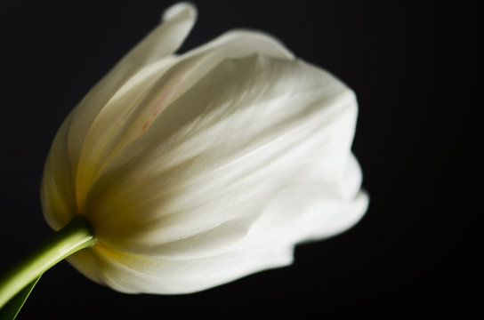 single white tulip on a black background. horizontal