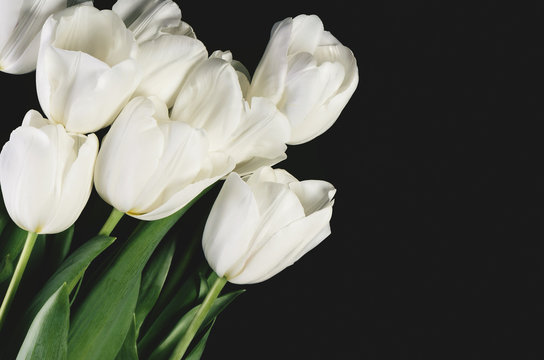 tinted image bouquet of a white tulips on a dark background. hor