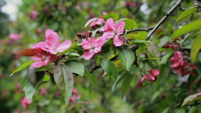 Pink flowers blossoms on the branches of the cherry tree