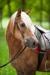 Haflinger