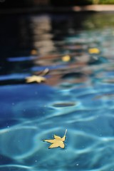 Fototapeta na wymiar Leaf Floating on Pool