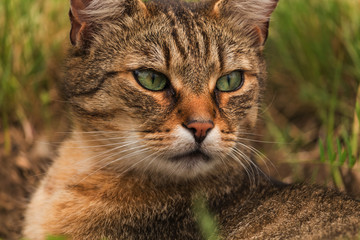 Portrait of green-eyed cat in nature