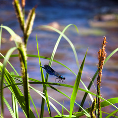 Blue dragonfly sits on a grass near the river