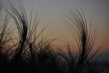 Silhouette of sand dunes weeds in weak light at dusk.