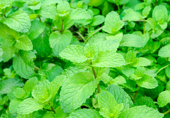 Fresh mints growing in the vegetable garden