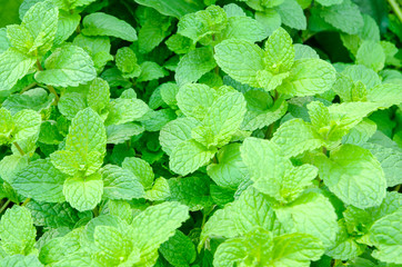 Fototapeta na wymiar Fresh mints growing in the vegetable garden