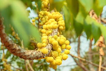 Star gooseberry tree in fruit garden.