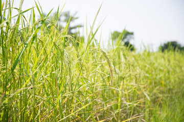 Naklejka premium green rice field