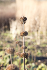 Dried out flower heads in winter sun