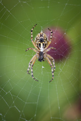 Araignée sur sa toile