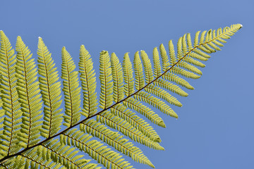 Branch of new Zealand giant fern in bright sun light with blue sky in background.