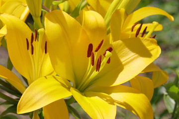 japanese lily