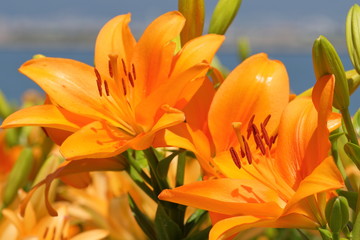 Obraz premium japanese lily