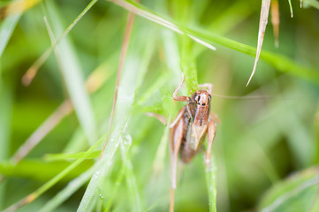Cricket