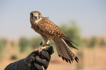 Common kestrel sitting on a hand of its trainer in a desert near Dubai