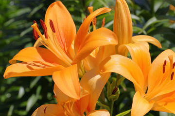 Fototapeta premium japanese lily