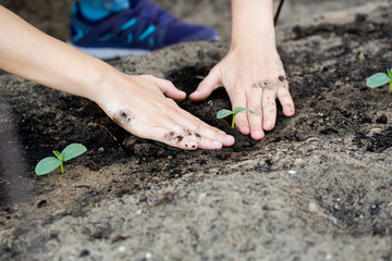 The young woman plants a young cucumbers.
