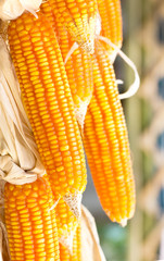 hanging dried corns