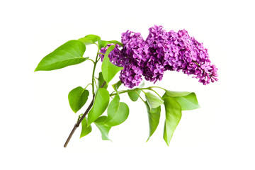 Purple lilac isolated on white background