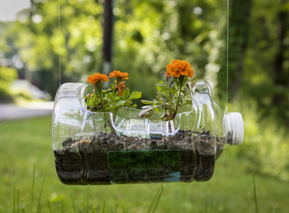 Recycled Plastic Planter with Geraniums: An old plastic jug recycled for use as a hanging planter with orange Geraniums - obrazy, fototapety, plakaty