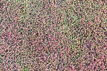 natural decorative coating from plant rock rose