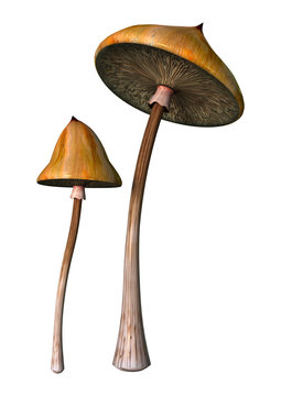 3D Rendering Magic Mushrooms On White