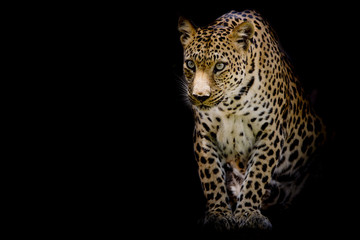Fototapeta na wymiar Leopard portrait isolate on black background
