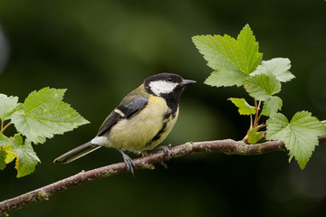 Adult Great Tit on Branch facing right