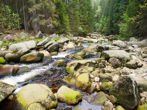 Wilderness of Vydra river