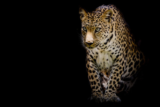 Leopard portrait isolate on black background